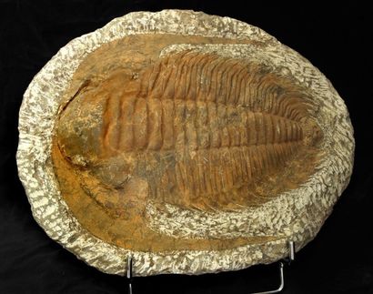 null TRILOBITE «PARADOXIDES». Alnif - Maroc / Cambrien - 540 Millions d'Années. 32...