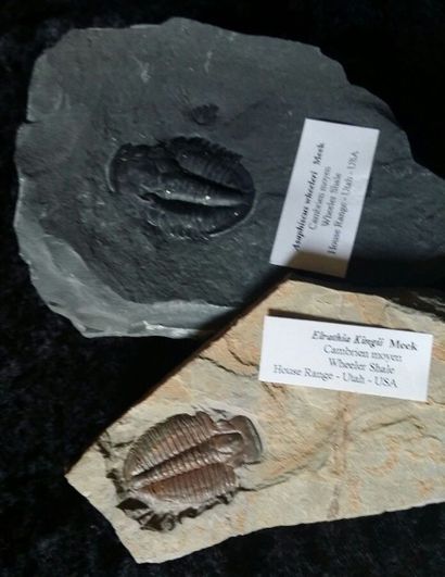 null Lot de DEUX TRILOBITES sur plaque. Pièces bien conservées avec des cristaux...