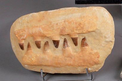 null MÂCHOIRE comportant huit dents de Mosasaure du Crétacé. L. 29 cm