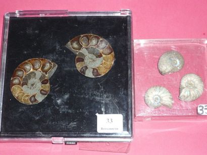 null Lot: AMMONITE coupée en deux parties L. 4,5 cm. TROIS AMMONITES nacrées (Dévonien...