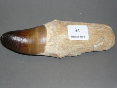 null DENT DE MOSASAURE du crétacé fossilisée. L. 9 cm