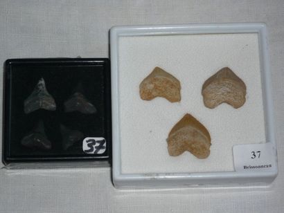  Lot: Trois DENTS de requin fossilisées. H. 2 cm. Quatre DENTS de requin fossilisées...