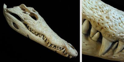 null CRÂNE DE CROCODILE - Crocodylus niloticus sur socle métal. Crâne intact, sans...
