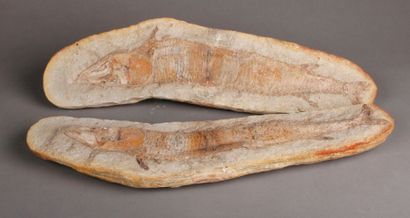  Fossile complet avec sa contre-emprunte d'un poisson du crétacé (restauration)....