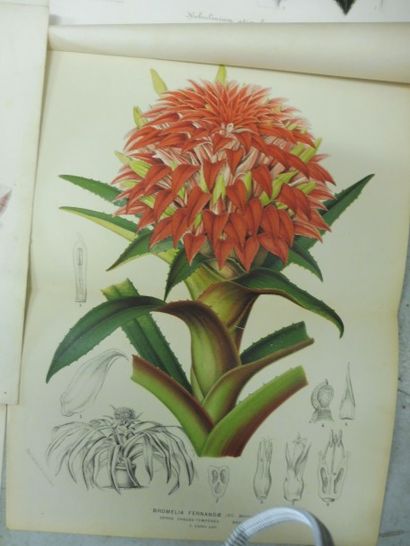 null 14 GRAVURES DE PLANTES ET DE FLEURS En couleur Editeur STRVOOBANT, à GAND 