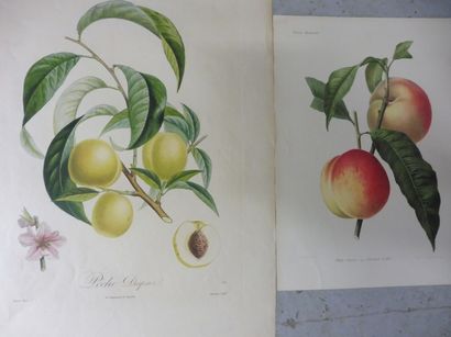 null 9 GRAVURES EN COULEUR DE FRUIT

Prune ‘’impératrice blanche’’

Pêche ‘’DESPREZ’’

Pomme...