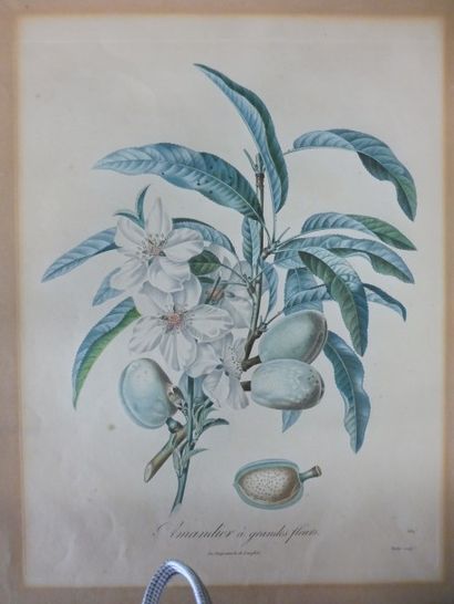 null 9 GRAVURES EN COULEUR DE FRUIT

Prune ‘’impératrice blanche’’

Pêche ‘’DESPREZ’’

Pomme...