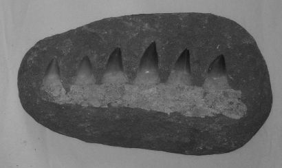  Fragment de MÂCHOIRE DE MOSASAURE comportant six dents. Période du Crétacé.