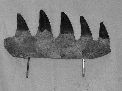 null Fragment de MÂCHOIRE DE MOSASAURE dégagé comportant cinq dents. Période du Crétacé....