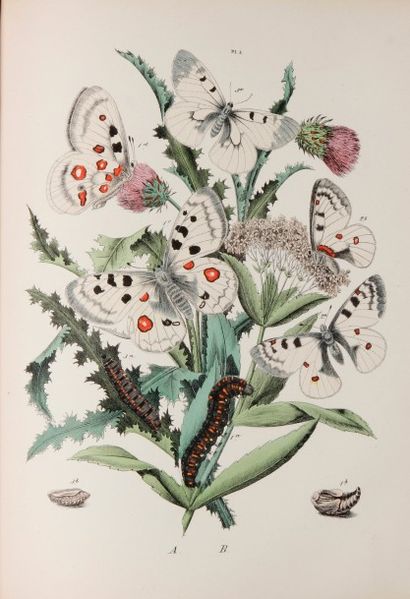 [ROTHSCHILD. (J.)] Musée Entomologique illustré. Histoire naturelle iconographique...