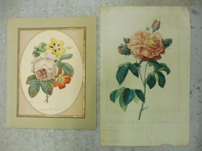 null REDOUTE (d’après) ‘’études de fleurs’’ – 6 gravures en couleurs 43 x 32 cm