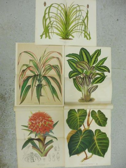 null STROOBANT éditeur à GAND – 14 gravures de plantes et de fleurs en couleurs