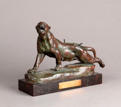 Charles VALTON (1851-1918) La Lionne blessée. Epreuve en bronze à patine verte, signée...