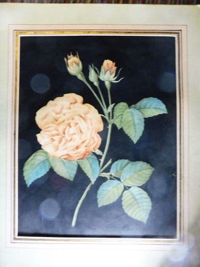 null ‘’Les roses sur fond noir’’ et ‘’général LAFAYETTE’ - 3 estampes 28,5 x 22 cm...