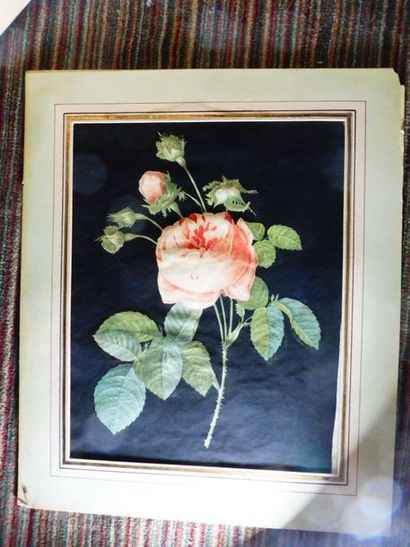 null ‘’Les roses sur fond noir’’ et ‘’général LAFAYETTE’ - 3 estampes 28,5 x 22 cm...