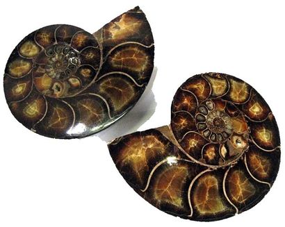null Deux grands fossiles ammonites.

Haut. 25 - Larg. 32 cm