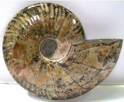 null Fossile ammonite de couleur beige.

Haut. 14 - Larg. 17 cm