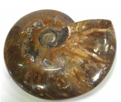null Fossile ammonite de couleur beige.

Haut. 15,5 - Larg. 13 cm