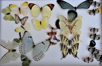 null Vitrine de papillons naturalisés.

Joint : lots de papillons et insectes divers.



En...