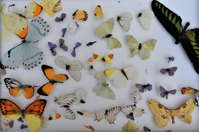 null Vitrine de papillons naturalisés.

Joint : lots de papillons ou insectes divers.



En...