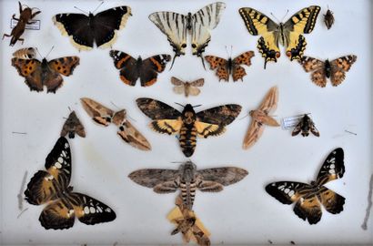 null Vitrine de papillons naturalisés.

Joint : papillons ou insectes divers (dont...