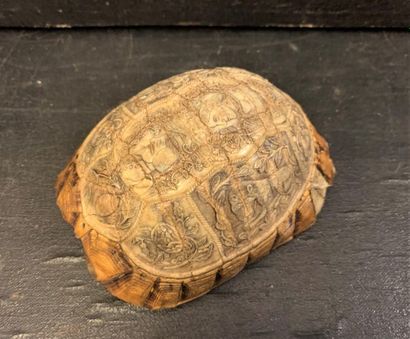 null Turtle shell with carved decoration of a lion, a couple, two hands of fidelity,...