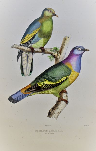 null BONAPARTE (Charles-Lucien) : Iconographie des pigeons. Paris, P. Bertrand, 1857....