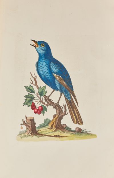 null EDWARDS (George) : A natural history of birds. Londres, Will. Gardiner and Messrs...