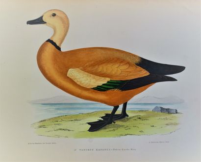 null LA BLANCHÈRE (Henri de): Les oiseaux gibier. Paris, J. Rothschild, 1871. Gr....