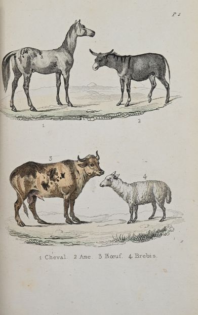 null BUFFON illustrated (Petit). The natural history of quadrupeds (and birds, reptiles...