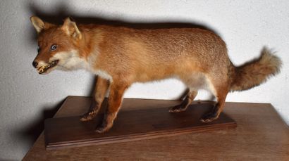 null Naturalized fox. Length: 97 cm
