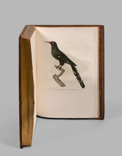 ORNITHOLOGIE. - Audebert (J. B.) et Vieillot (L. P.). Oiseaux dorés ou à reflets...