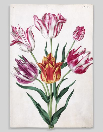 CLAESZ. COLLECTION OF FLOWERS painted from...