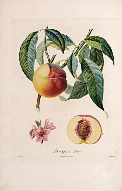 POITEAU (Pierre-Antoine) Pomologie française. Recueil des plus beaux fruits cultivés...