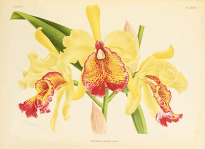 LINDEN (Julien.) Lindenia.
Iconographie des Orchidées. Rédacteurs en chef Lucien...