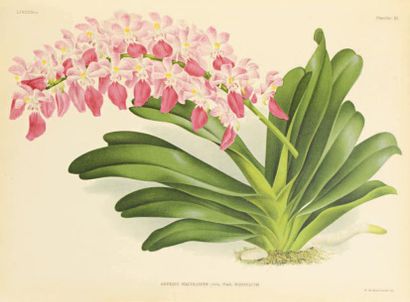 LINDEN (Julien.) Lindenia.
Iconographie des Orchidées. Rédacteurs en chef Lucien...