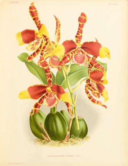 LINDEN (Julien.) Lindenia.
Iconographie des Orchidées. Rédacteurs en chef Lucien...