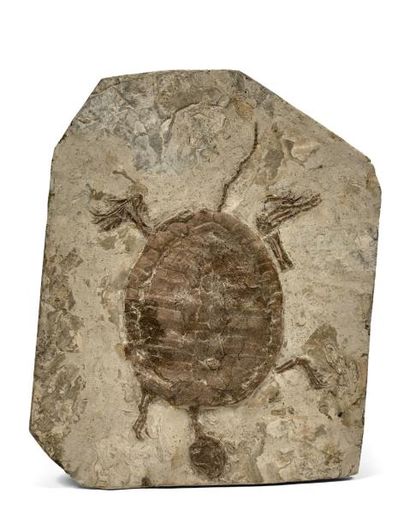 Spécimen de tortue fossile vraisemblablement...