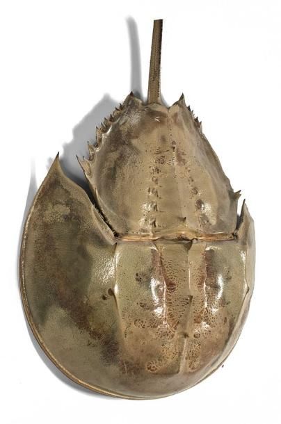 null Limule spp (Limulus spp) (NR). Spécimen prélevé en Nouvelle Calédonie, partie...