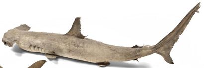Requin marteau (Sphyrna lewini) (II/B) pré-convention....