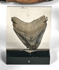 Belle dent de requin géant Mégalodon (Carcharodon...