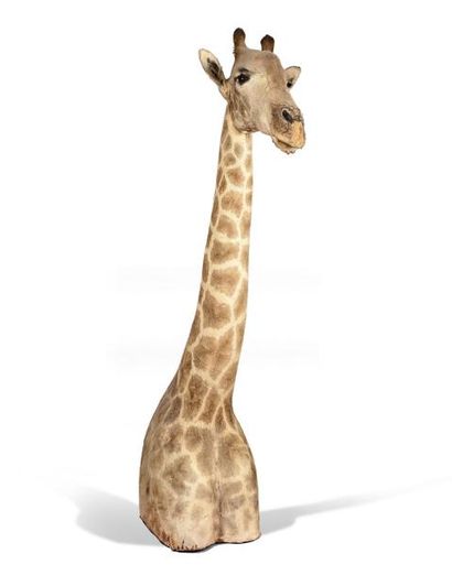 Girafe spp (Giraffa camelopardalis) (NR)....