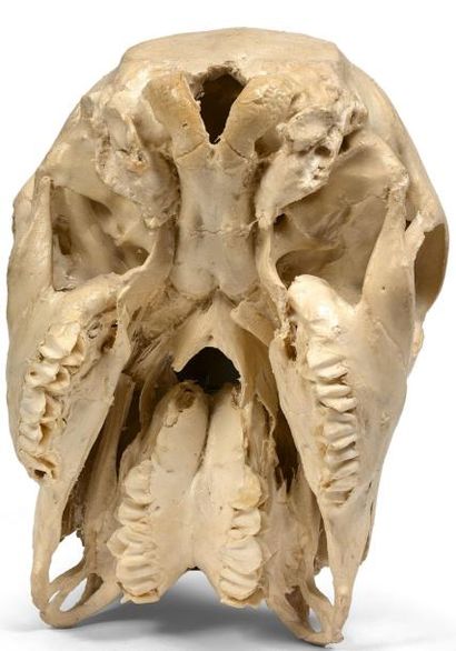 null Crâne d’un spécimen sub-adulte de Bœuf domestique (Bos taurus) (D) avec aberration...