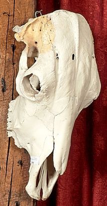 null Crâne de vache domestique (Bos taurus) (D) de l’espèce dénommée Long horn. Haut....