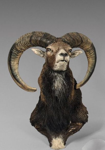 null Mouflon d'Europe (Ovis ammon) (CH) : tête en cape d'un spécimen avec beau trophée...