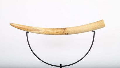null African Elephant Tusk

Natural defense of 3Kg

Accompanied by its original CITES...