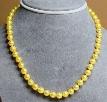  Rare collier de perle 
Très rare et important collier de perle couleur GOLD AKOYA...
