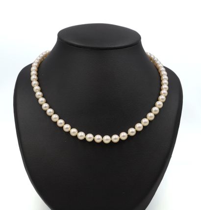 Collier de perles Akoya 
Composé de 57 perles...