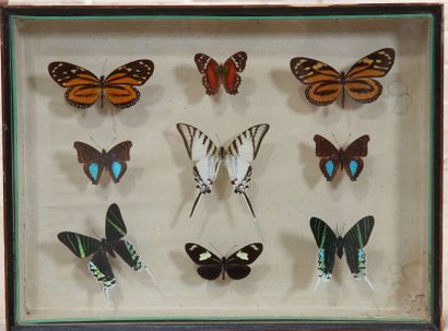 Collection de papillons Ensemble de papillon naturalisé encadré sous verre. Bon état...