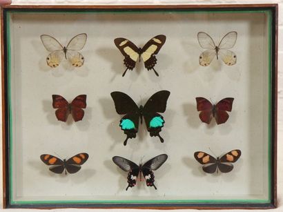 Collection de papillons Ensemble de papillon naturalisé encadré sous verre. Bon état...